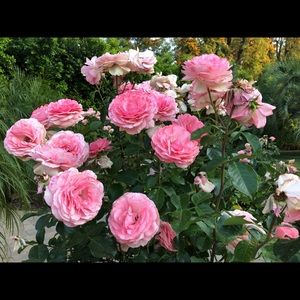 Meet your Posher, Judy